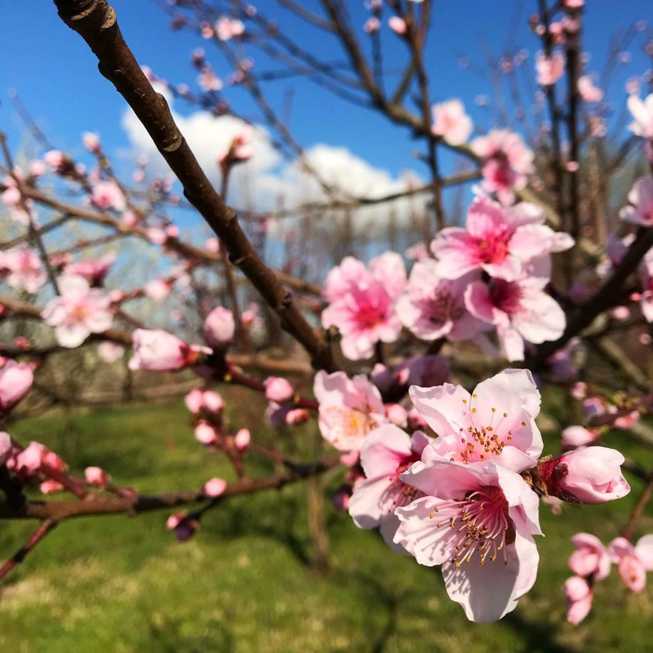Agriturismo Bassanine Monticelli d'Ongina Bagian luar foto